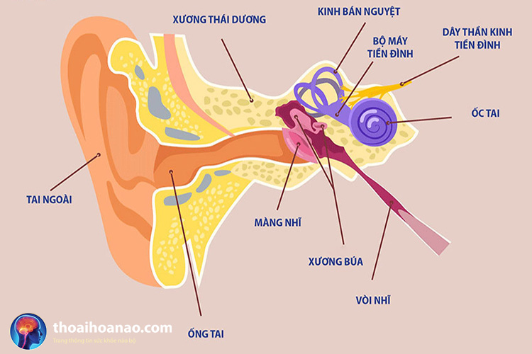 Rối loạn tiền đình ngoại biên là bệnh gì? 1 Rối loạn tiền đình ngoại biên là bệnh gì? 1