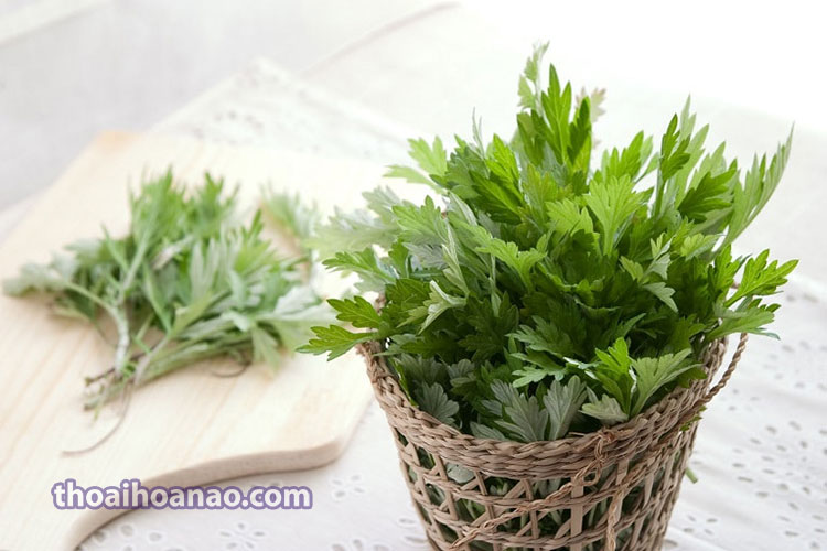 Tác dụng của cây ngải cứu 1 Tác dụng của cây ngải cứu 1
