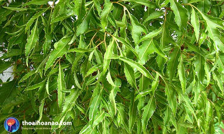 Áp dụng các mẹo dân gian 2