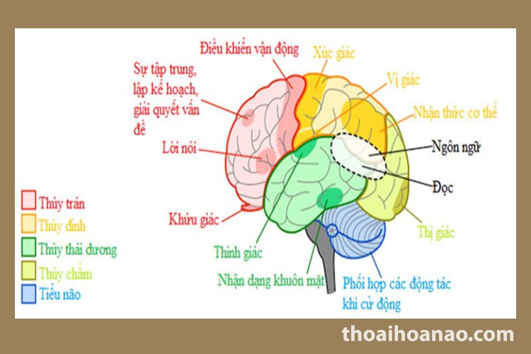 Chức năng của não bộ 1 Chức năng của não bộ 1