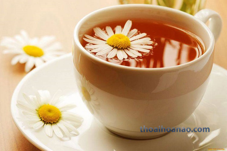 Bài thuốc số 5: Chữa đau nửa đầu bằng hoa cúc 1 Bài thuốc số 5: Chữa đau nửa đầu bằng hoa cúc 1