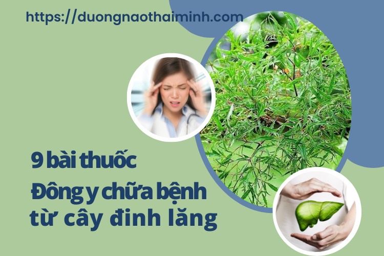 9 bài thuốc Đông y chữa bệnh hiệu quả từ cây đinh lăng 1