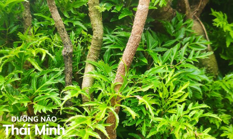 4. Lời khuyên khi sử dụng đinh lăng để chữa bệnh 1