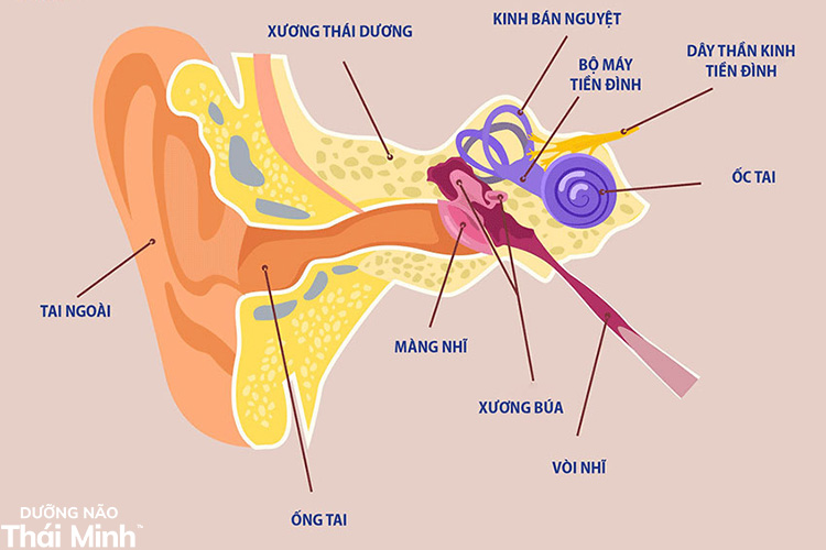 1.1. Rối loạn tiền đình 1 1.1. Rối loạn tiền đình 1