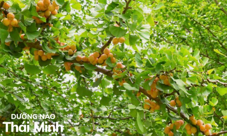 2. Tác dụng của Bạch quả đối với sức khỏe 1