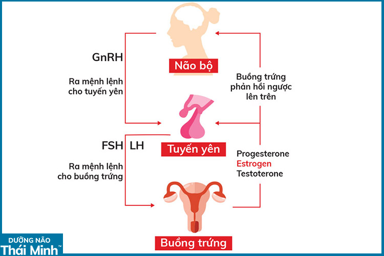 2.1. Thay đổi nội tiết tố 1 2.1. Thay đổi nội tiết tố 1